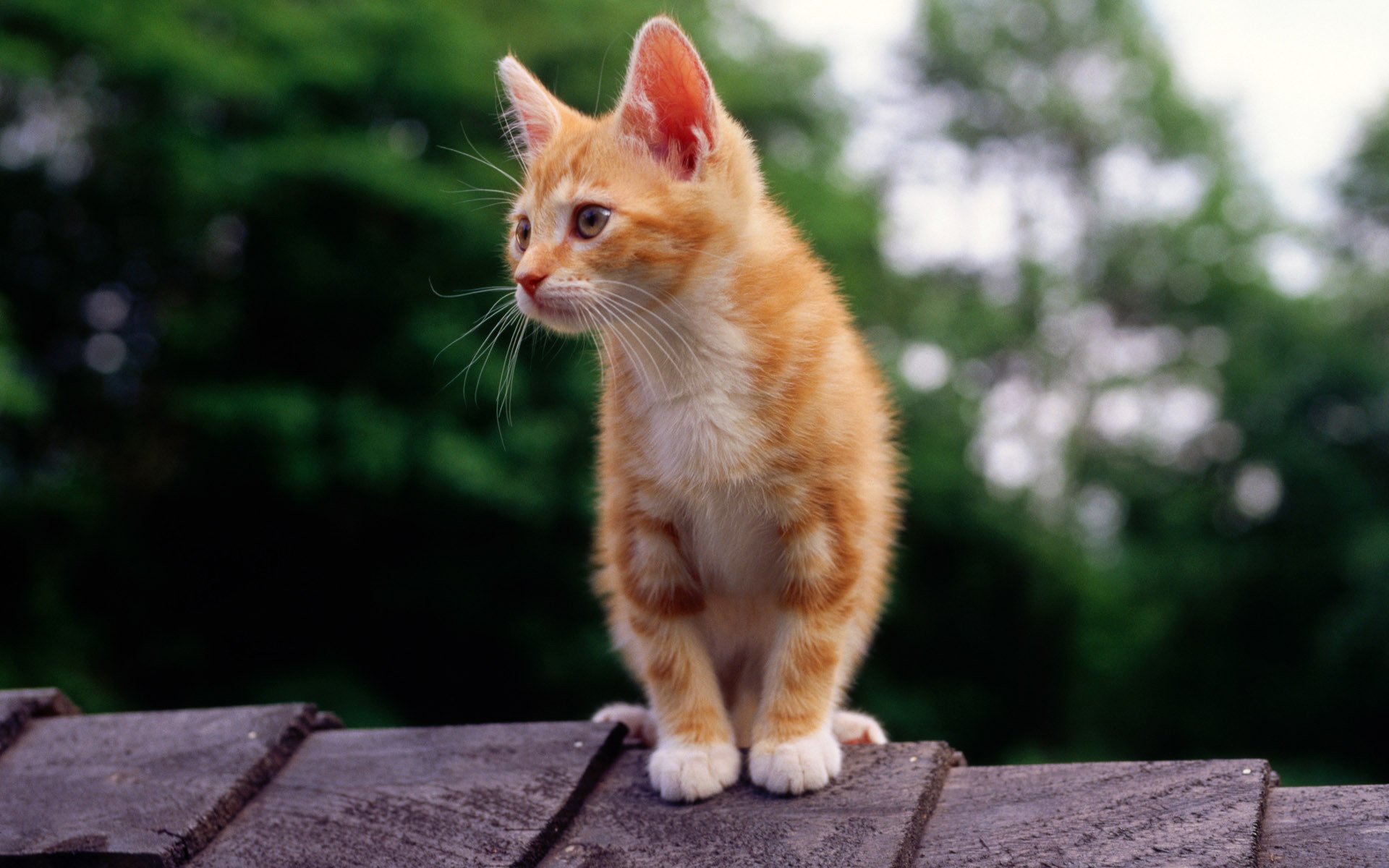 cat cat kitten ginger roof look