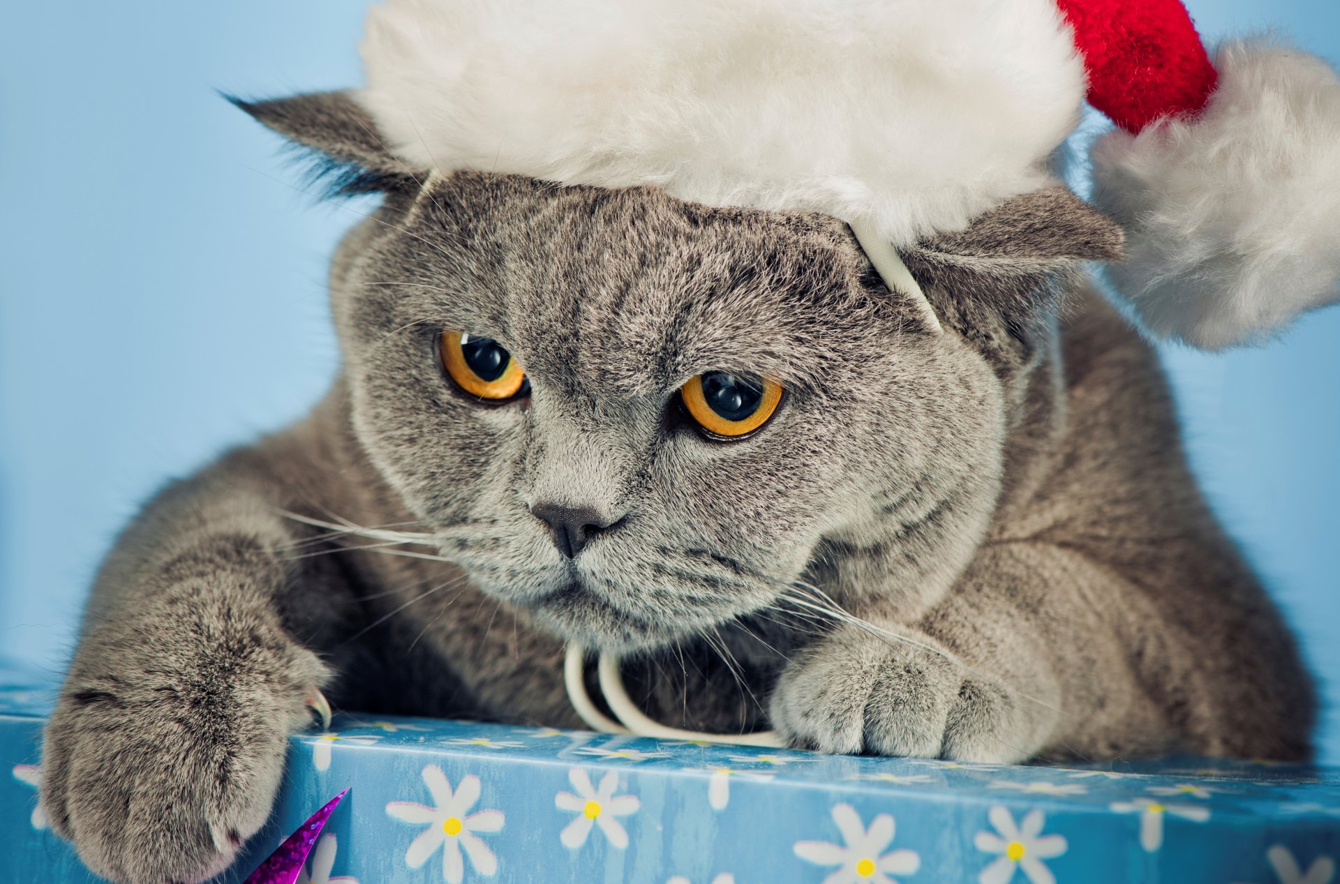 chat en colère britannique gris chapeau noël chat boîte pattes griffes museau yeux jaune