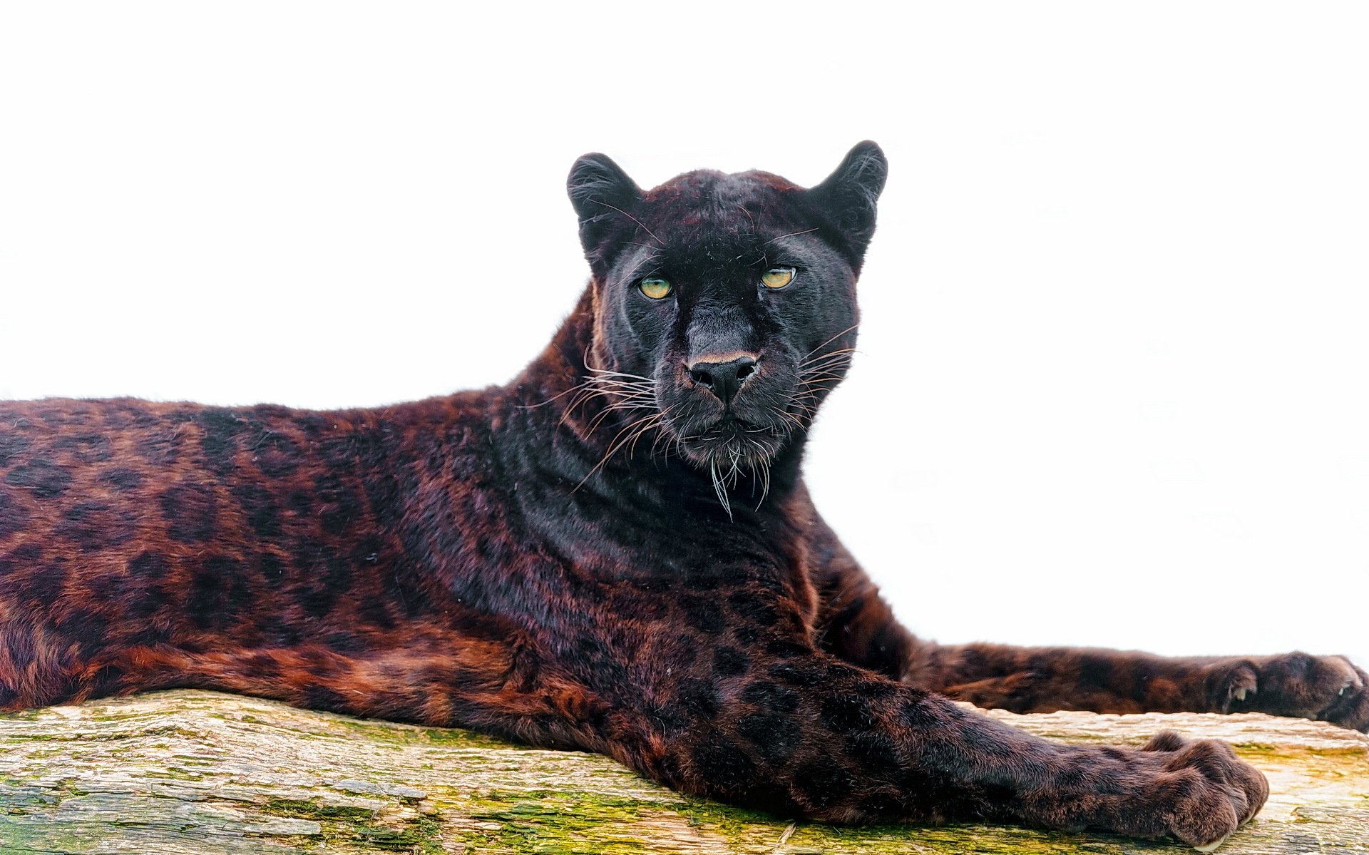 leopardo pantera predatore muso vista