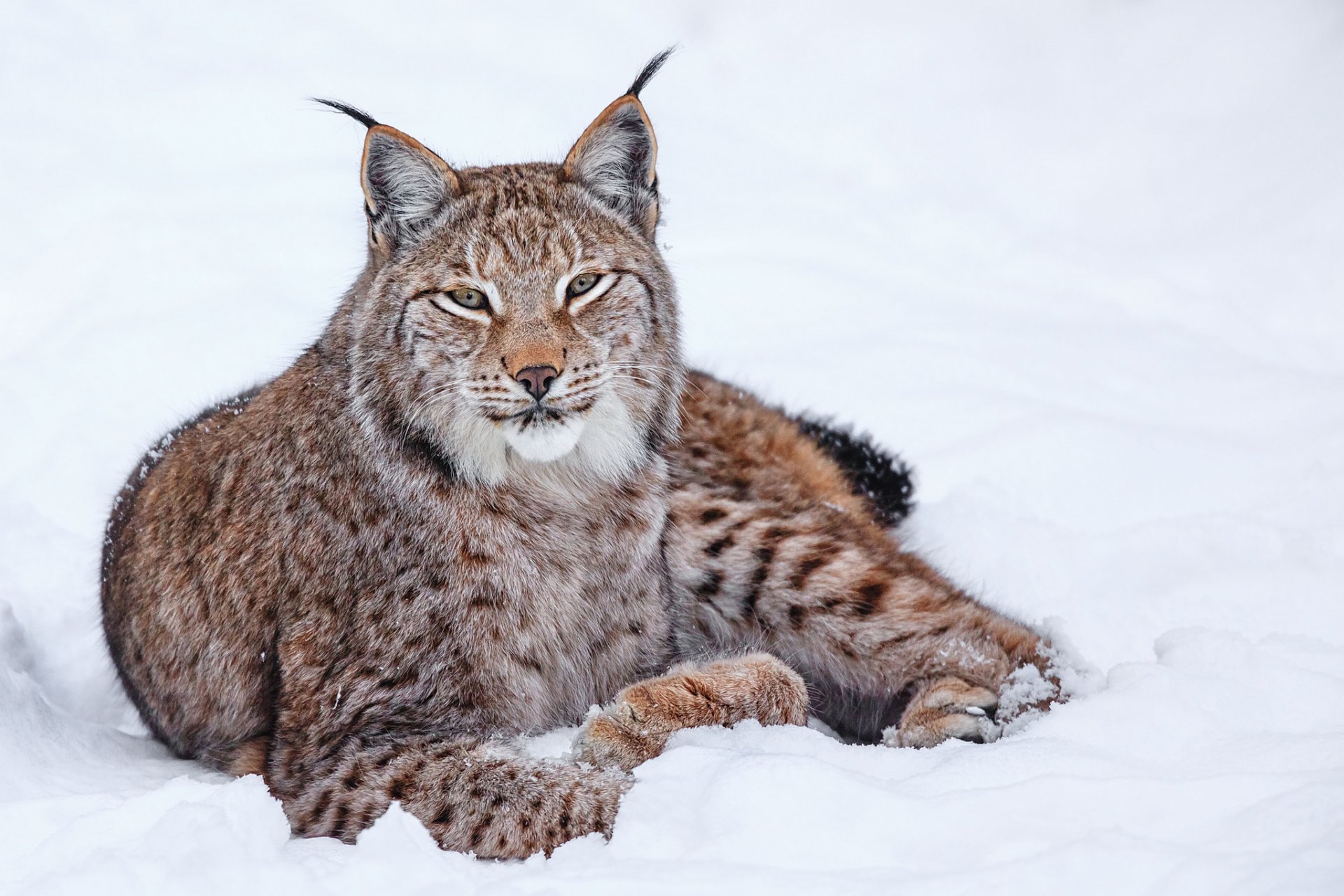 lynx neige hiver chat