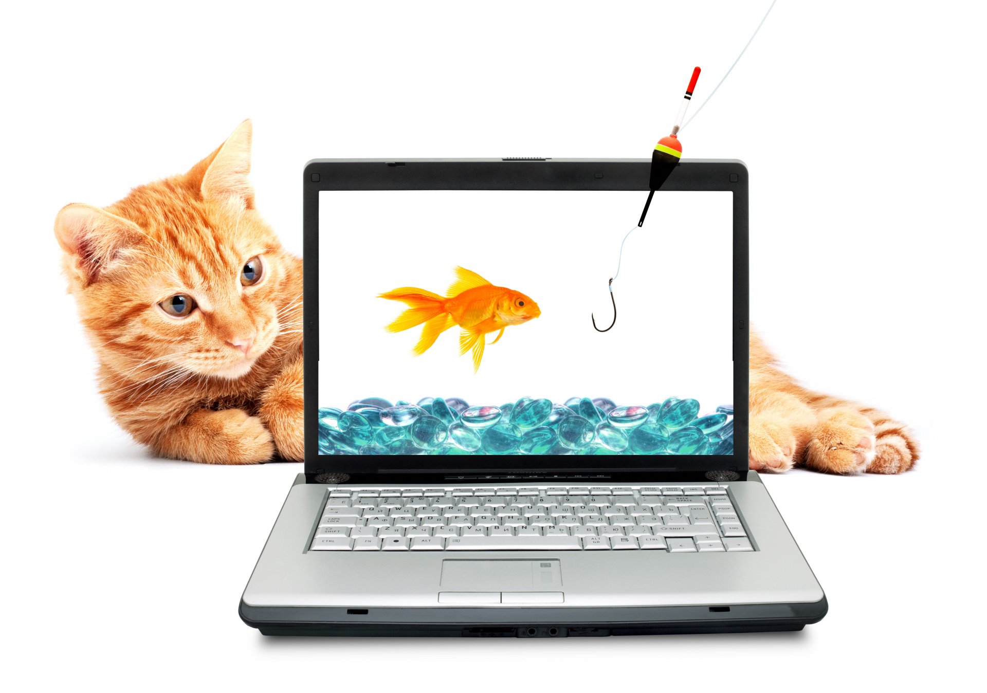 gatto rosso pesce rosso gancio canna da pesca laptop acqua