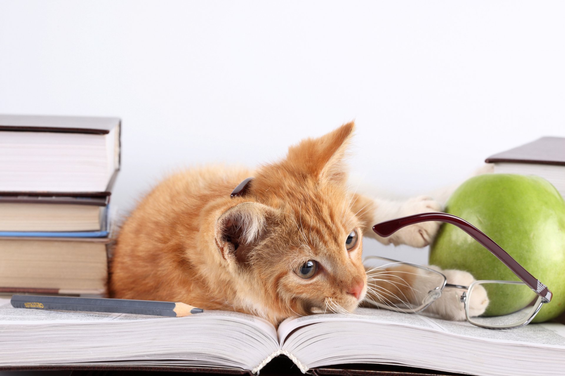 gatto rosso gatto si trova libri mela occhiali matita