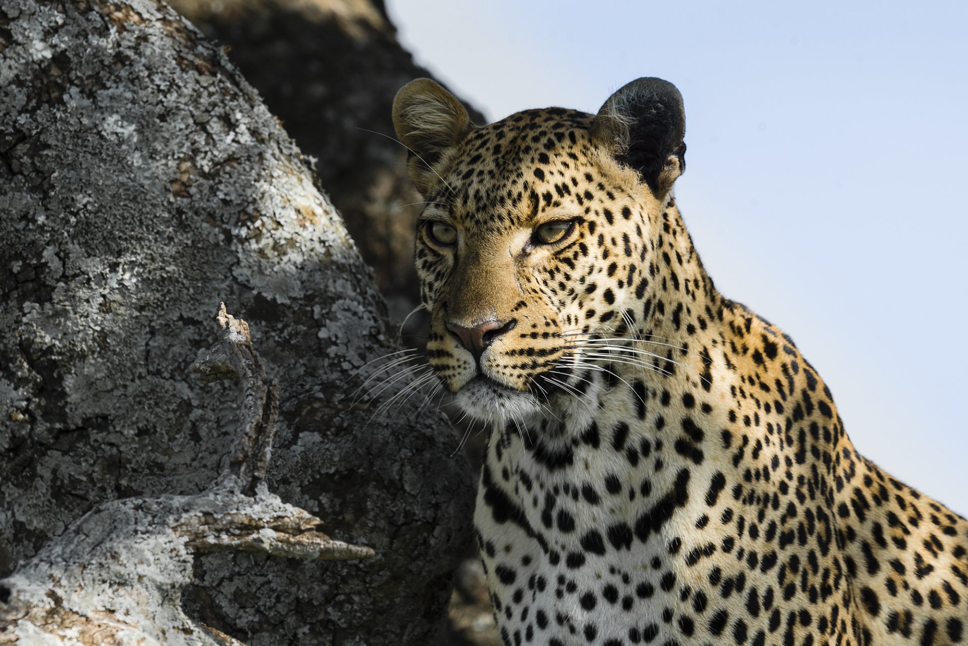 leopardo hocico mirada depredador