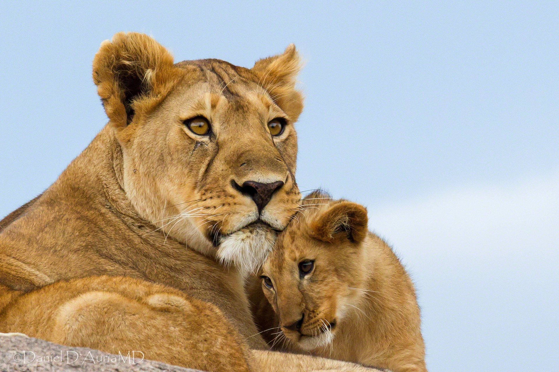 lions lioness maternity