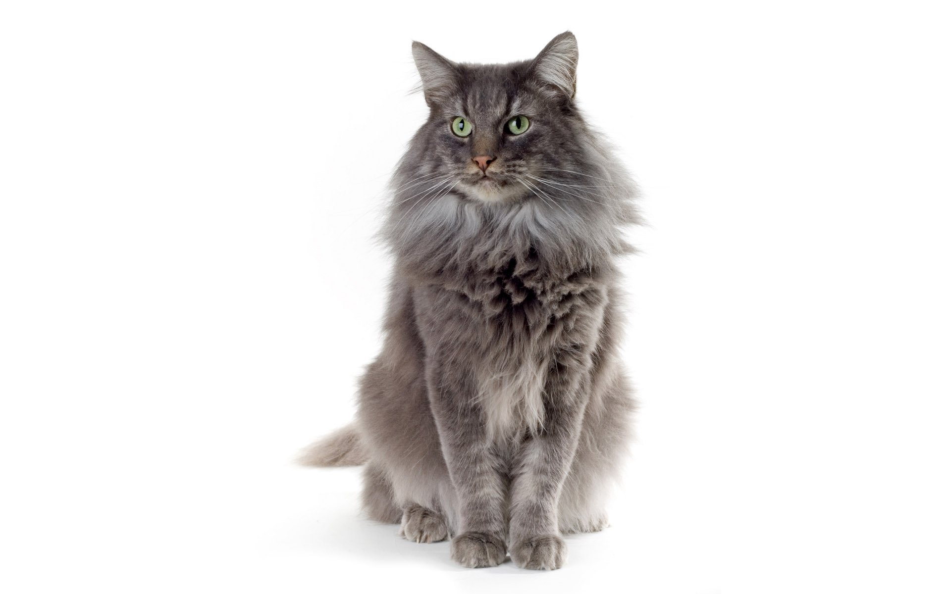 cat cat wool gray white background green eye