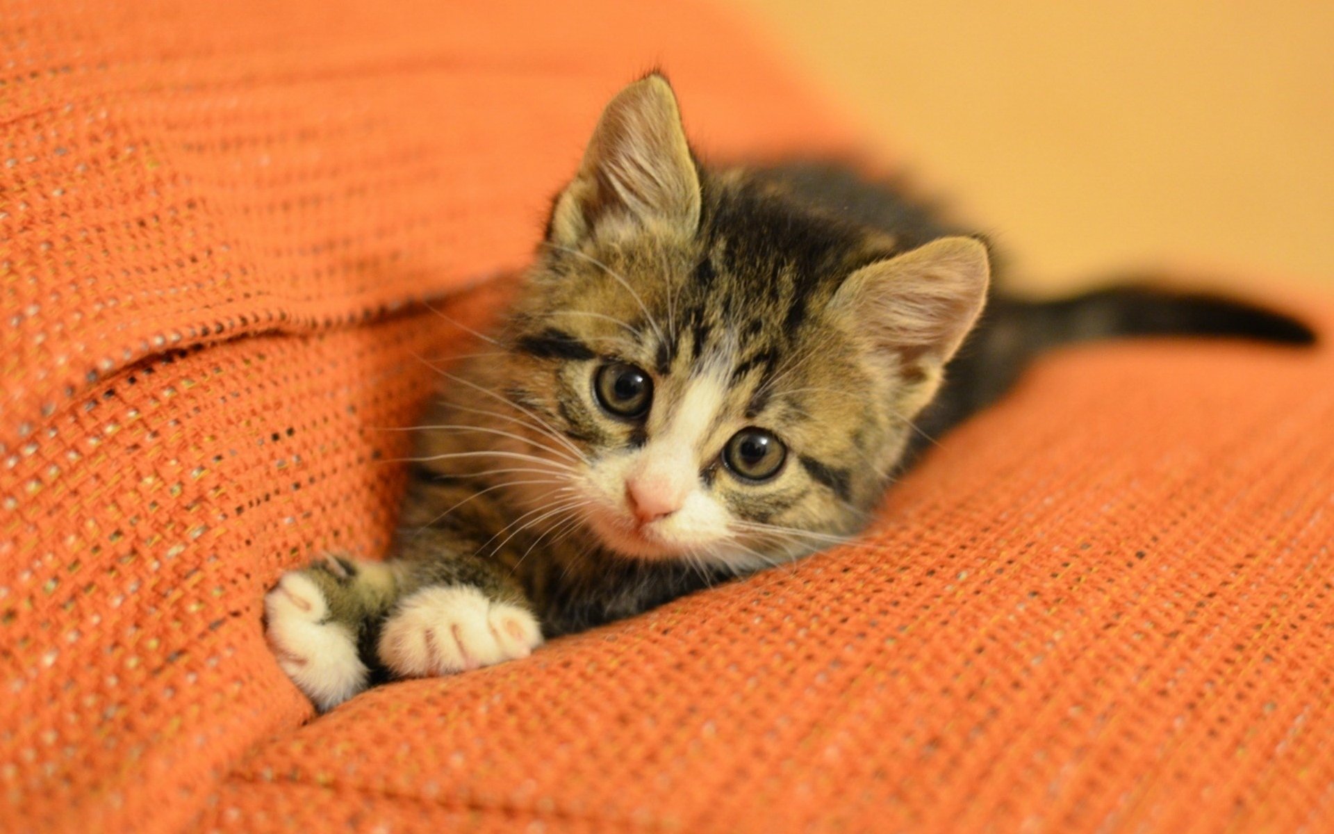 katzen katzen kätzchen schnauze. pfoten pfoten sofa. orange hintergrund widescreen tapete