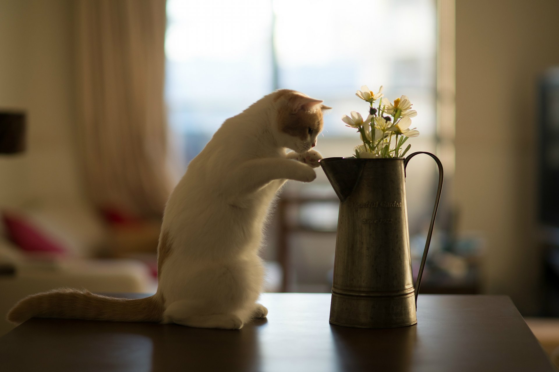 hannah © benjamin torode cat flower table