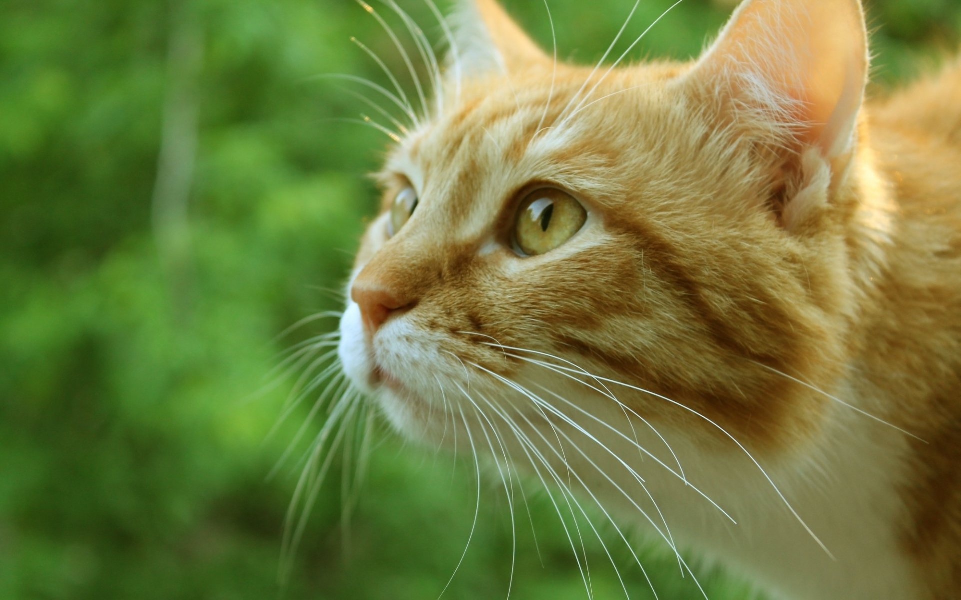 gato gato cote rojo hocico macro verde