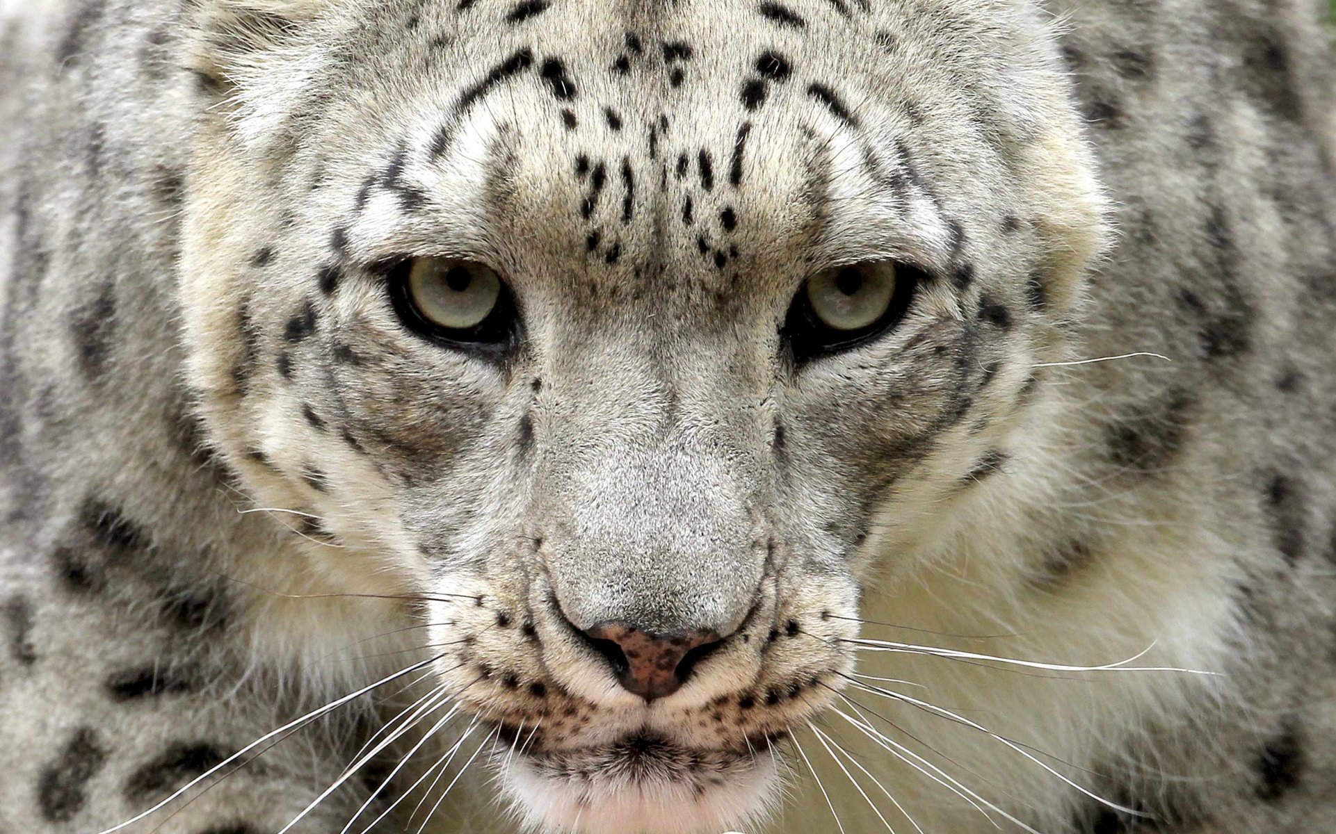 leopardo de las nieves irbis vista