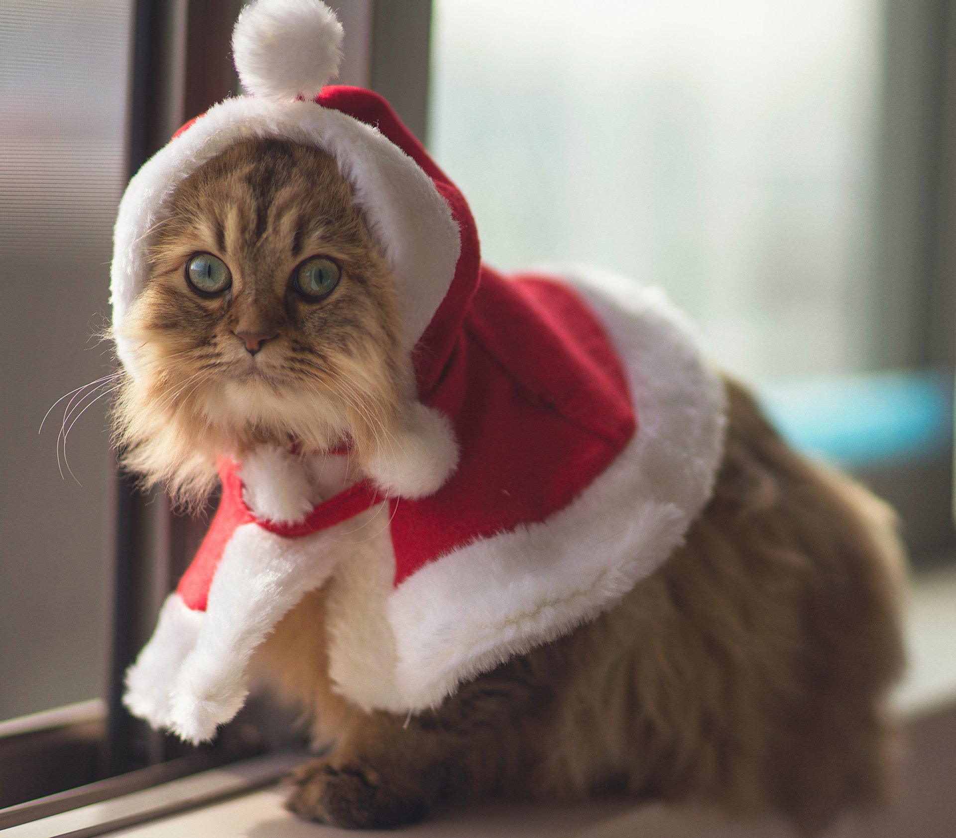 ben torod chat de noël costume chats animal yeux