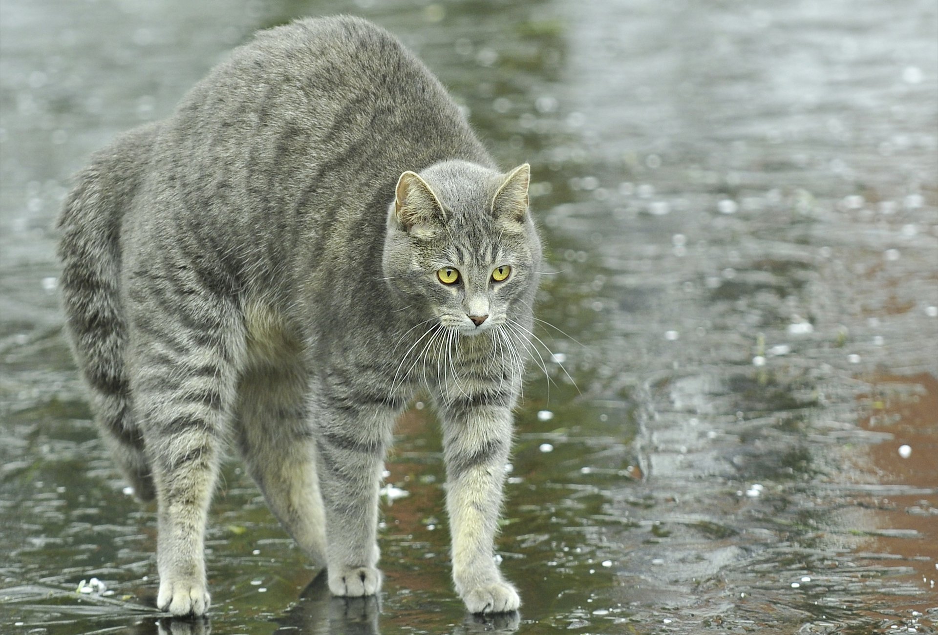 gato gato calle charcos lluvia espalda arco