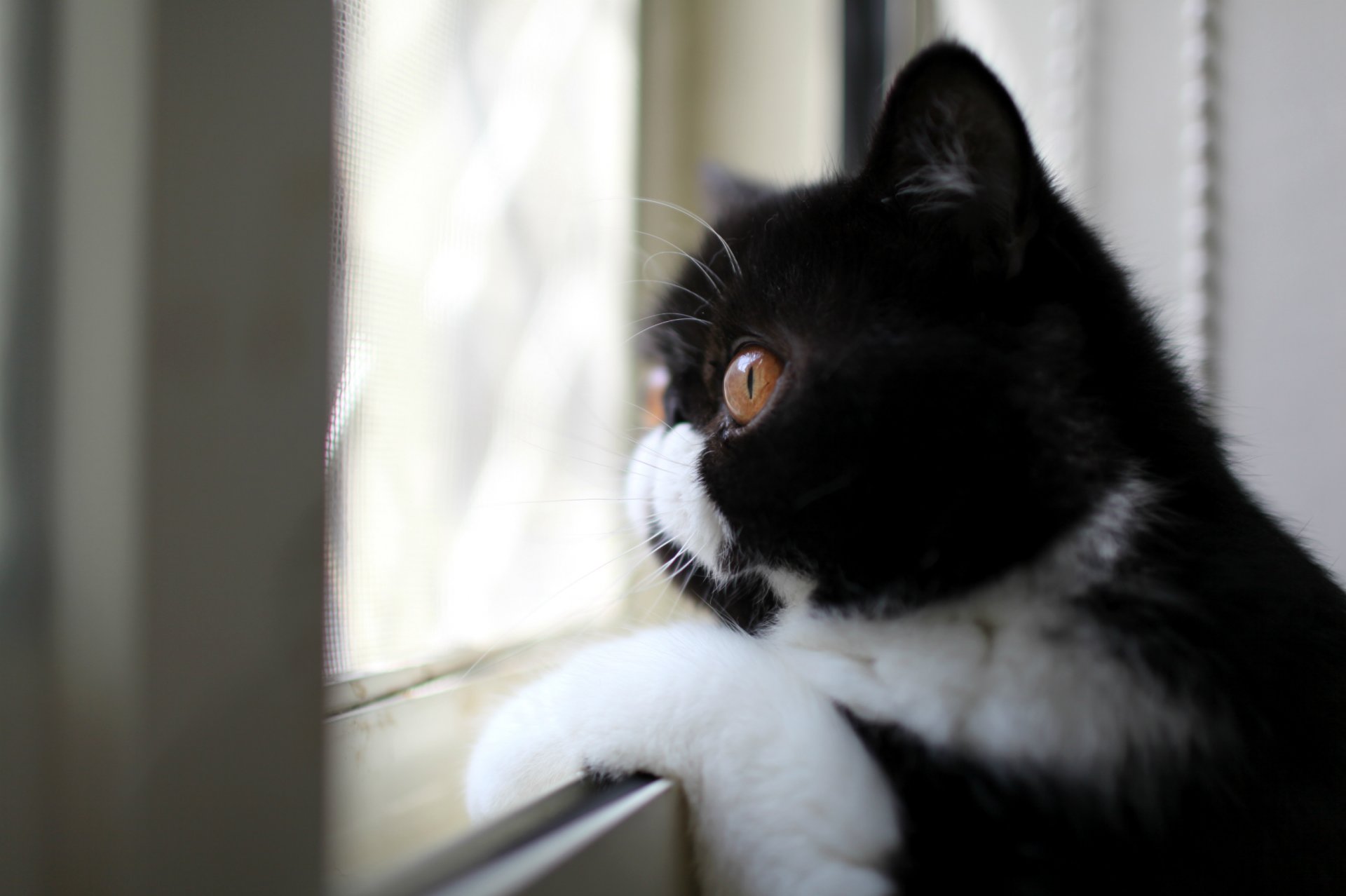 katze schwarz und weiß farbe profil blick schaut aus dem fenster