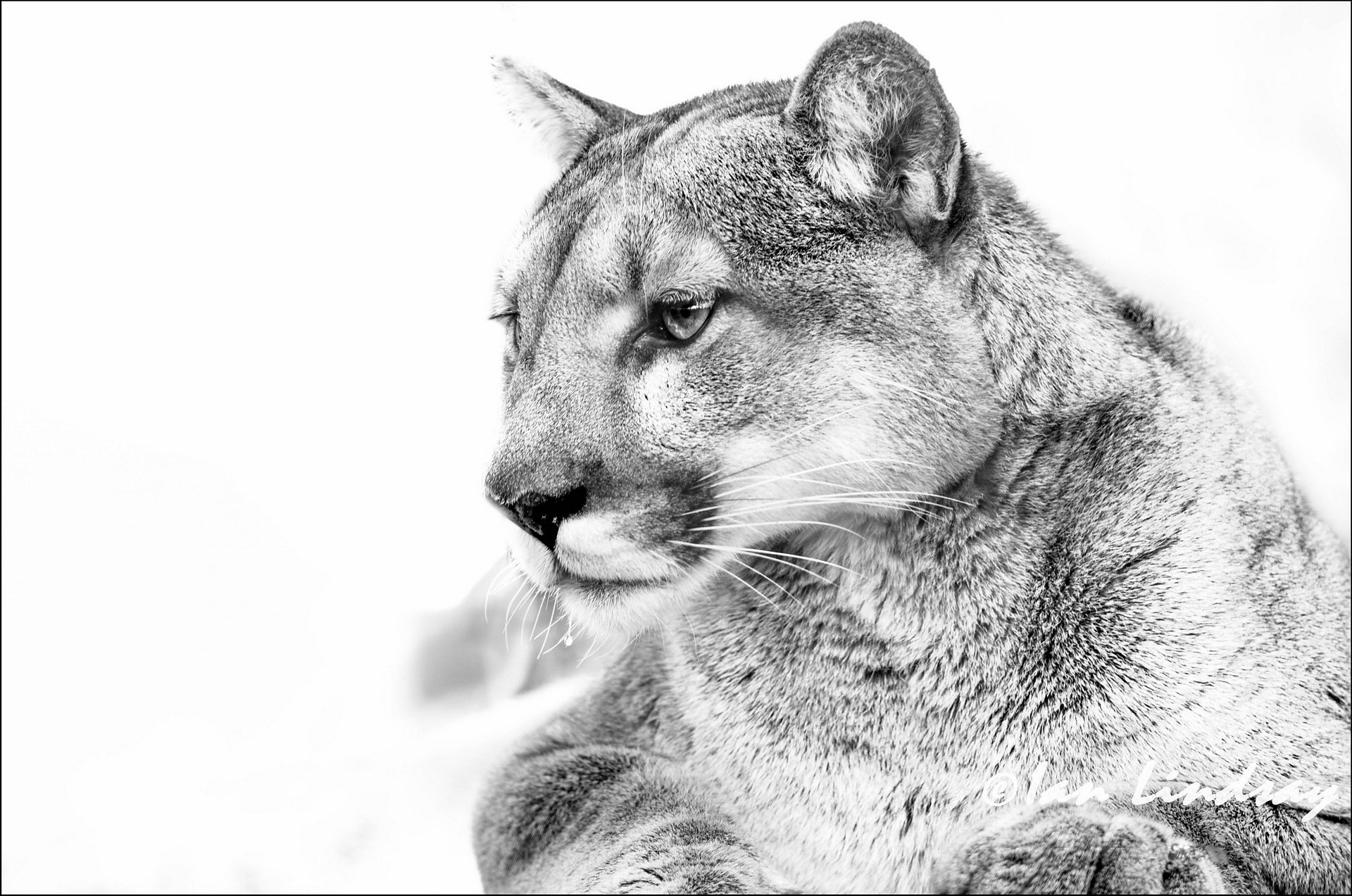 puma kagouar lion de montagne photo noir et blanc noir et blanc fond blanc