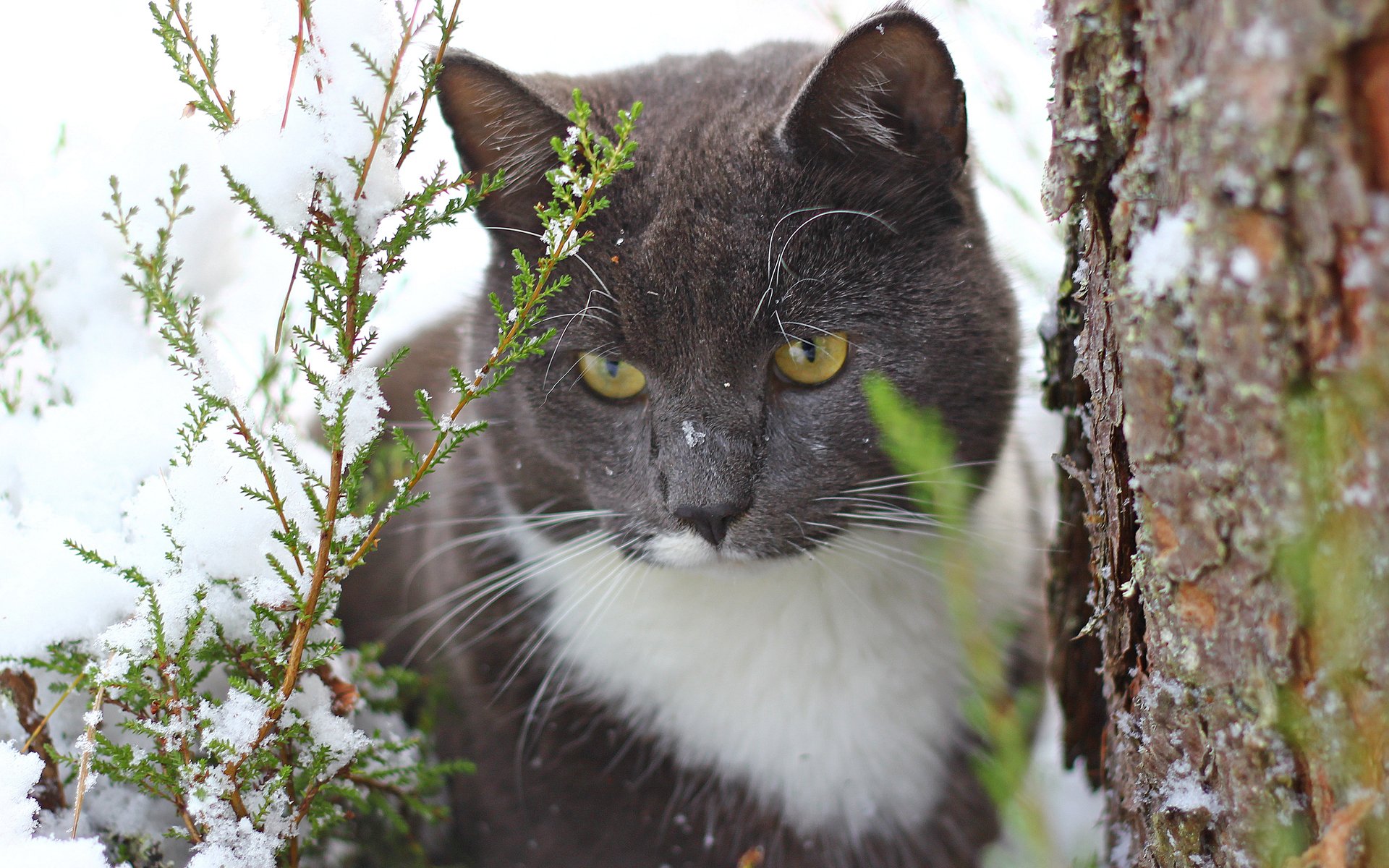 cat cat snow tree trunk thuja