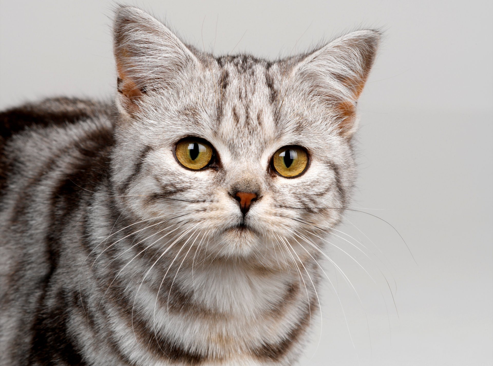 katze grau farbe streifen katze blick schnauze schnurrbart augen gelb