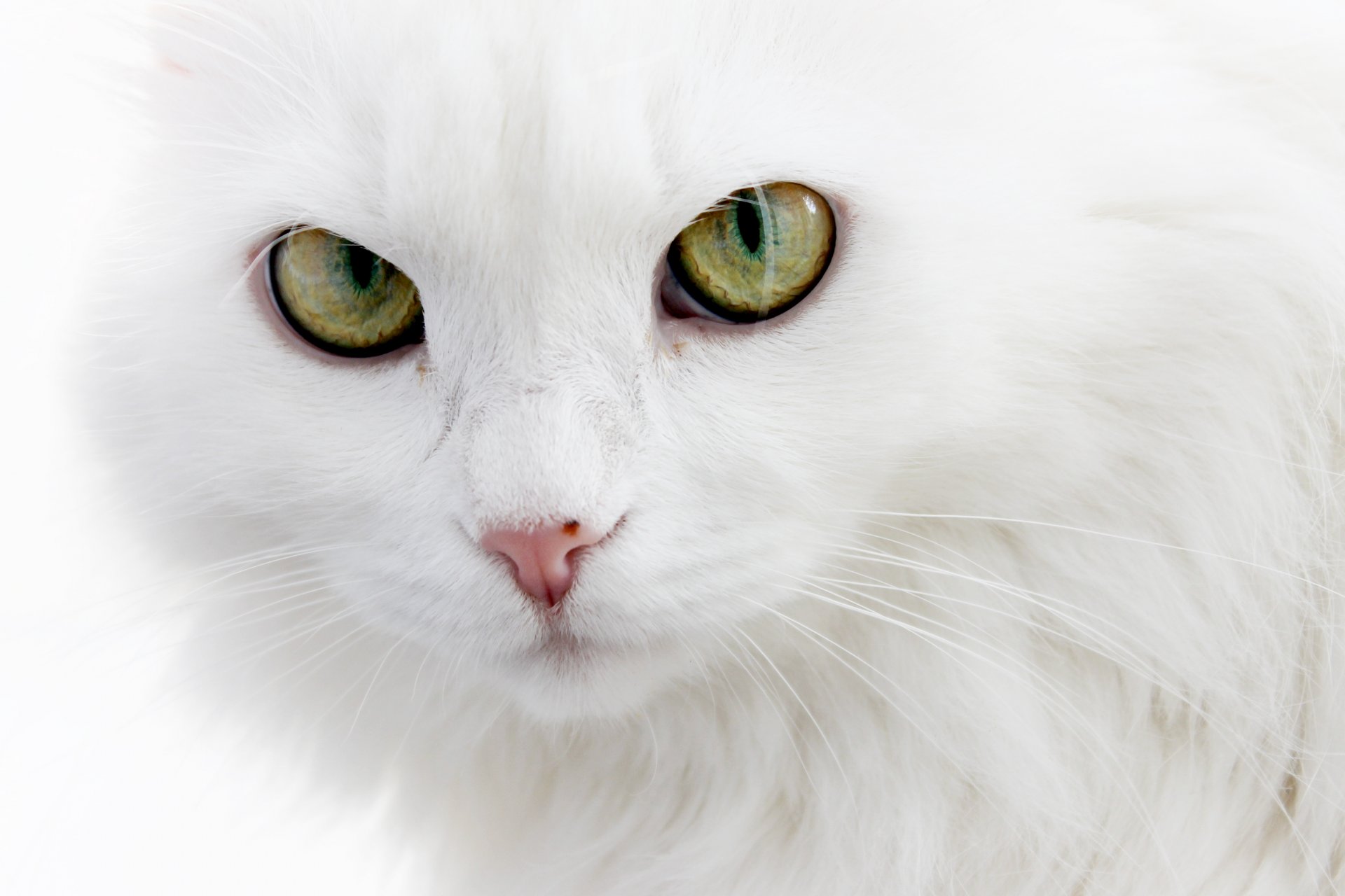 white cat angora cat furry