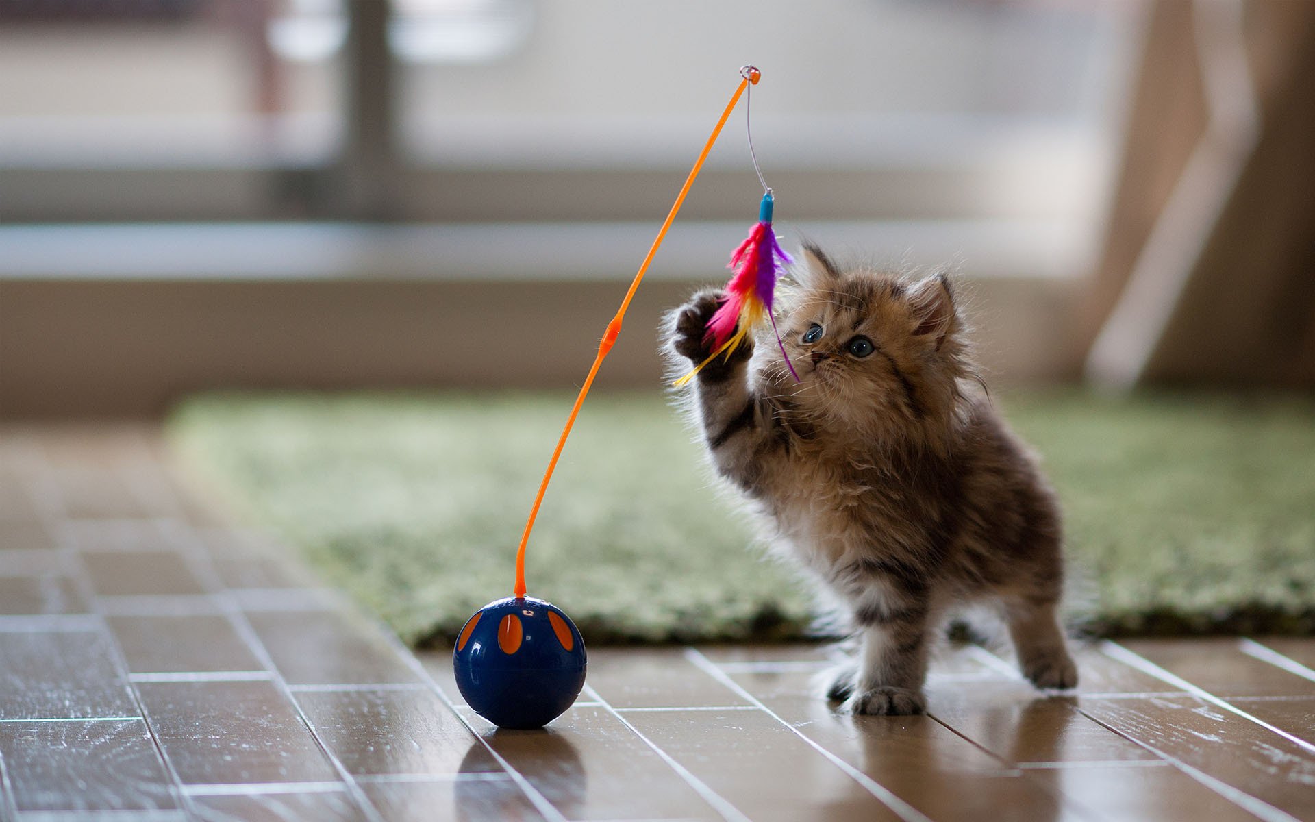 katze kätzchen gänseblümchen ben torde spielzeug spiel federn