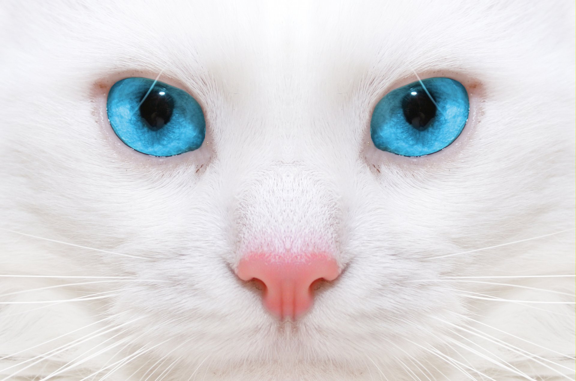 beautiful white cat kitten close micro beautiful white cat macro micro big blue eye