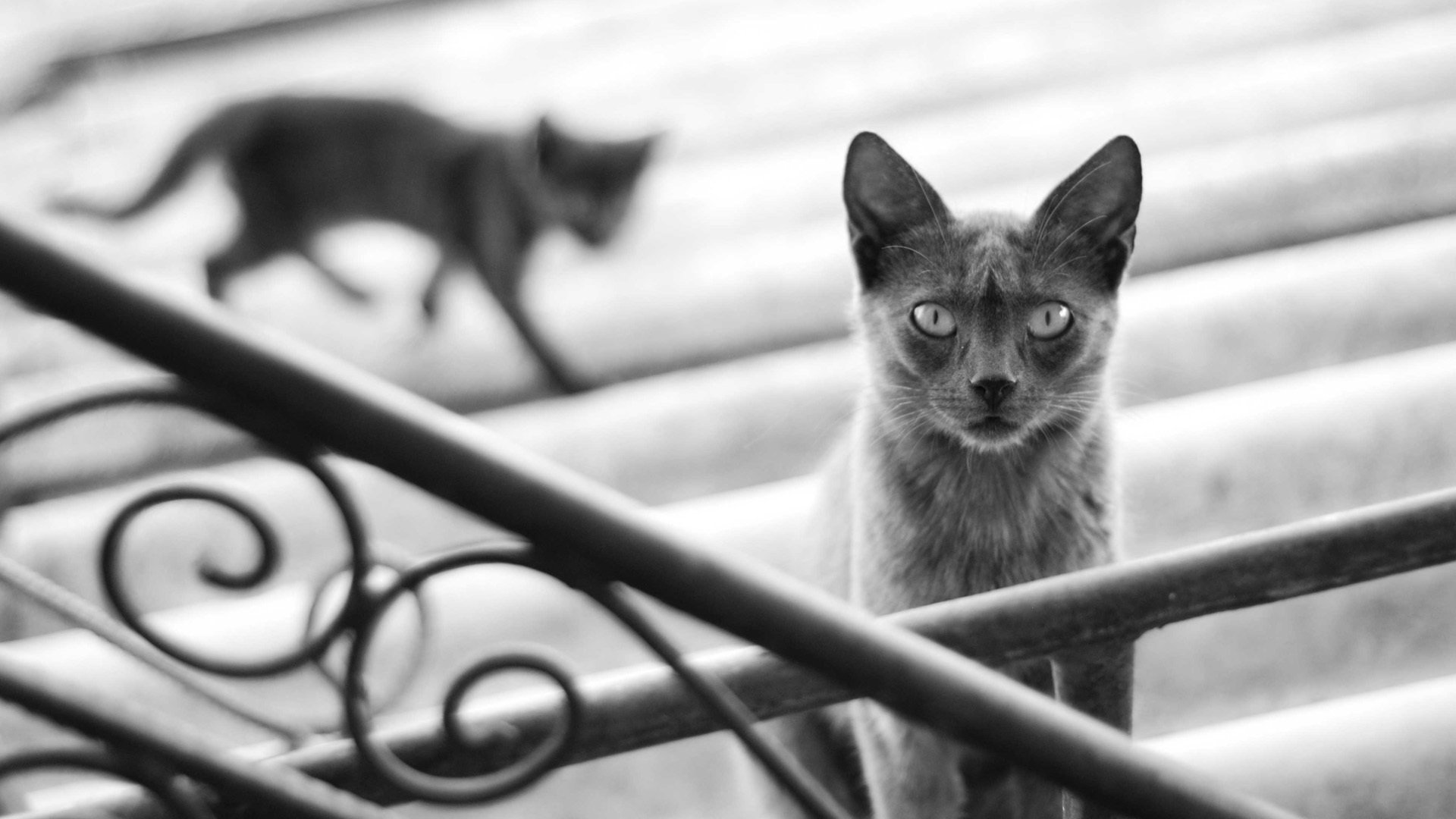 gato gato gatito blanco y negro barandilla escalones gris sombra silueta desenfoque