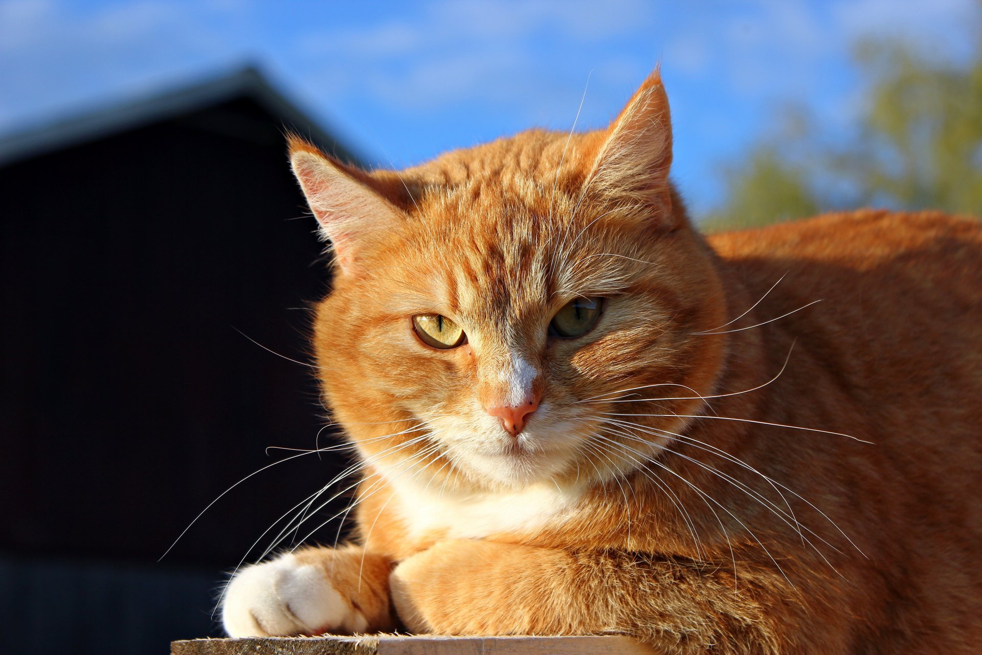 gato gato pelirroja hocico sol soleado