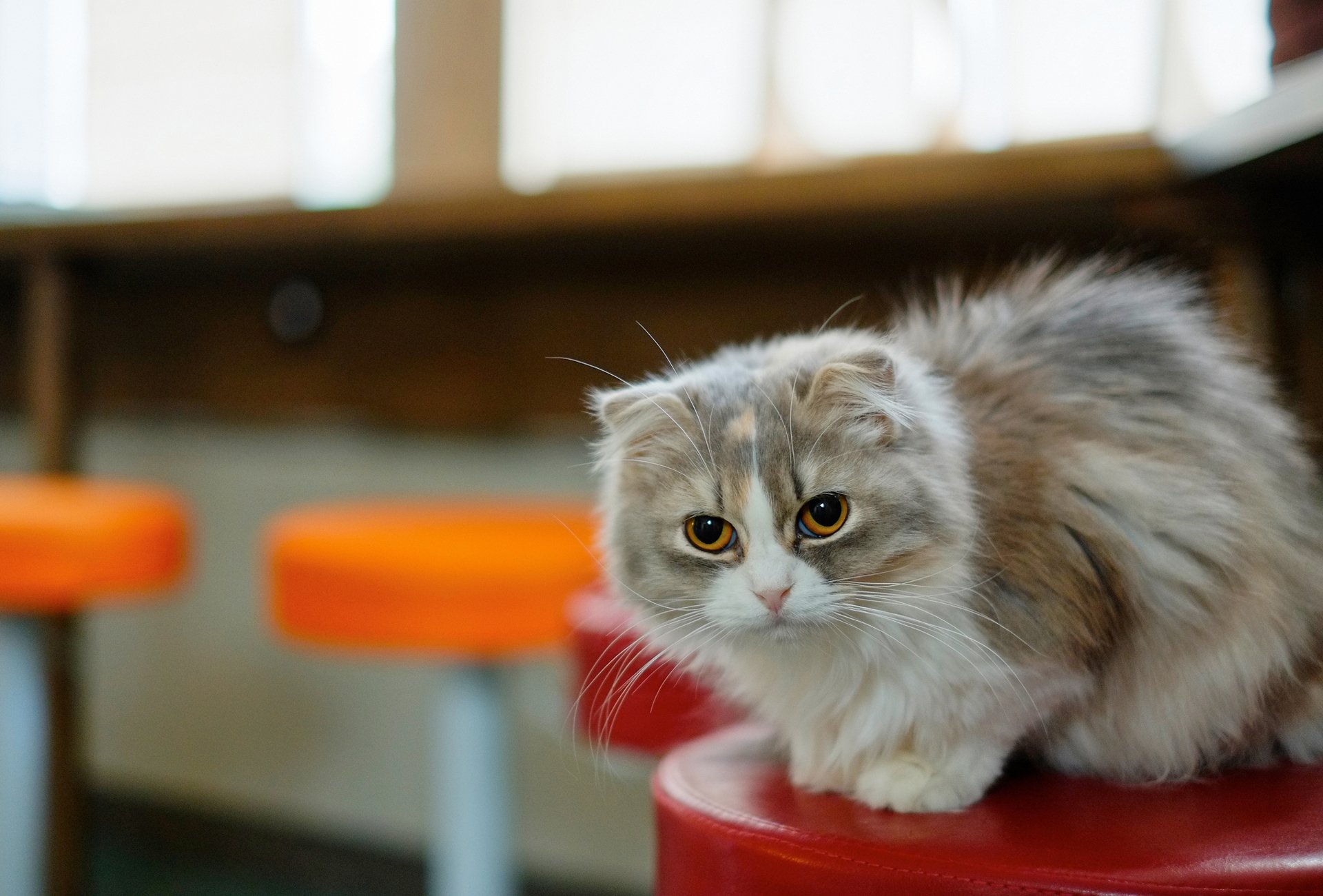 chat chat chaise chambre moustache museau