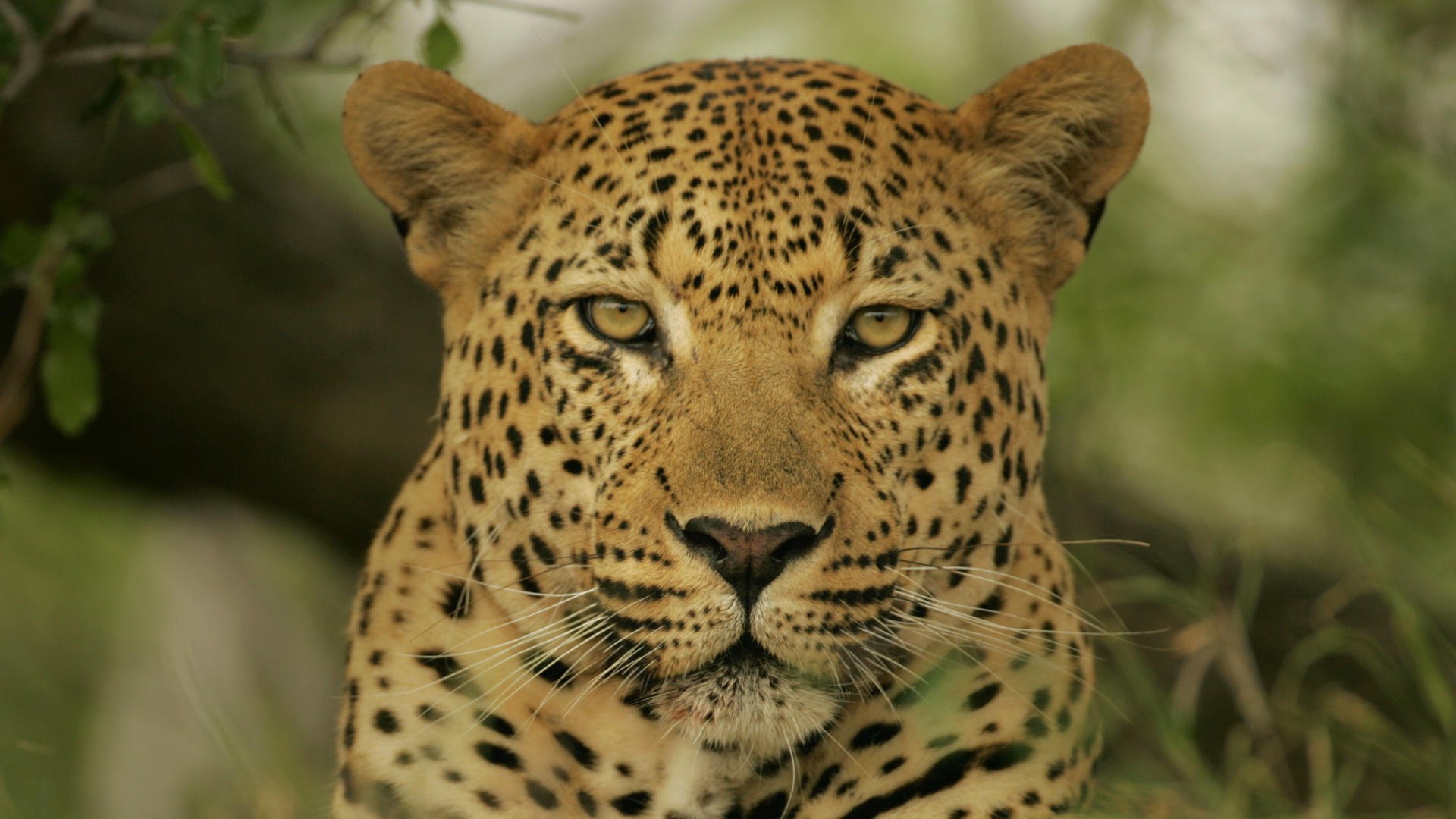 leopard schaut augen gelb gefleckt