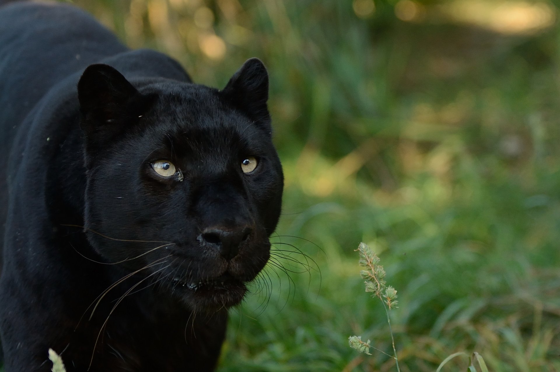 pantera sguardo predatore