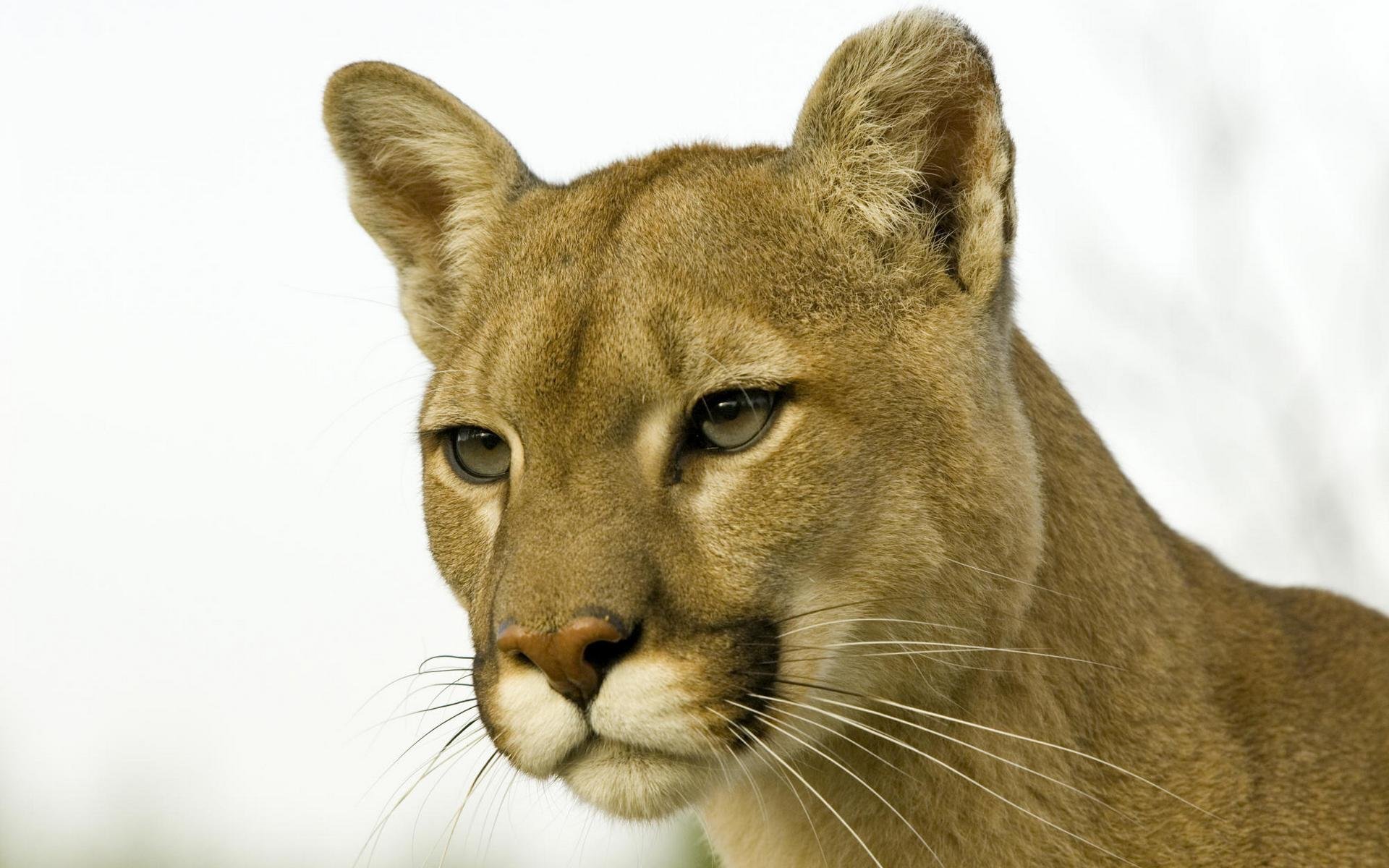 puma lew górski pysk głowa nos wąsy spojrzenie