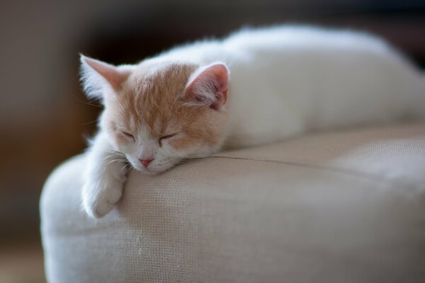 Müde Katze auf dem Bett der Besitzer