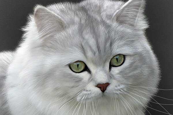 Gato británico de pelo largo con ojos verdes