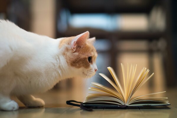 Die Katze und das geöffnete Buch auf dem Tisch