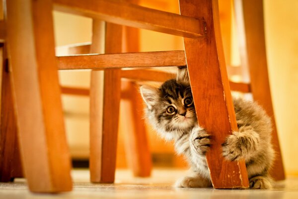 A small cat hides behind a chair