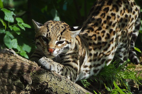 Gato salvaje afila sus garras contra un árbol