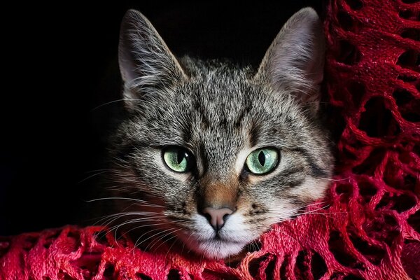 Chat gris avec des yeux verts sur un foulard rouge