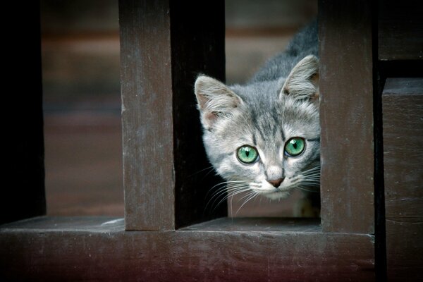 A kitten s frightening view of the world around them