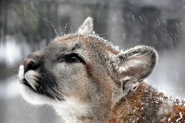 Pumas Schnauze unter nassem Schnee