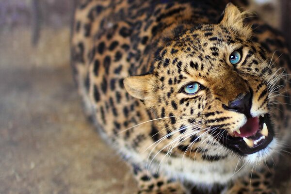 Schöner blauäugiger Leopard schaut in die Kamera