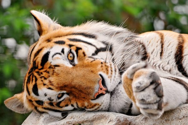 Cachorro de tigre lindo se acuesta y me Mira