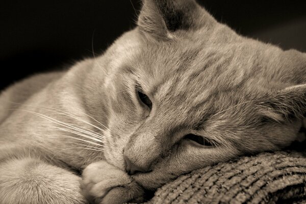 A grey cat is lying on a grey sofa