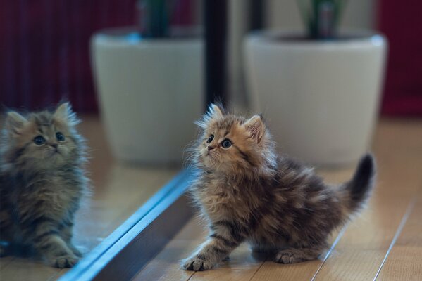 The kitten was afraid of the reflection in the mirror