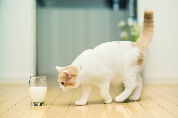 Die Katze schnüffelt Milch in einem Glas