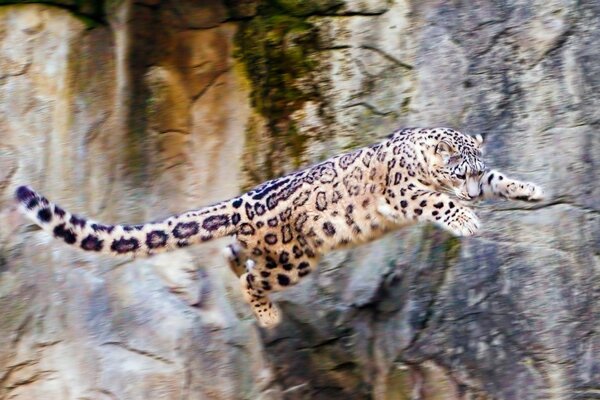 Snow leopard makes a jump