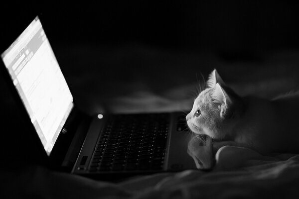 Un gato mirando en una computadora portátil por la noche