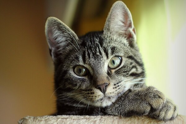 Süße Schnauze einer gestreiften Katze