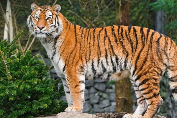 The Amur tiger stands against the background of nature