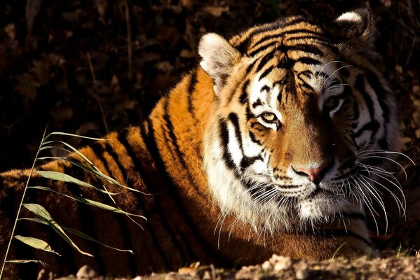 The tiger lies on the ground under the sun rays and looks into the camera