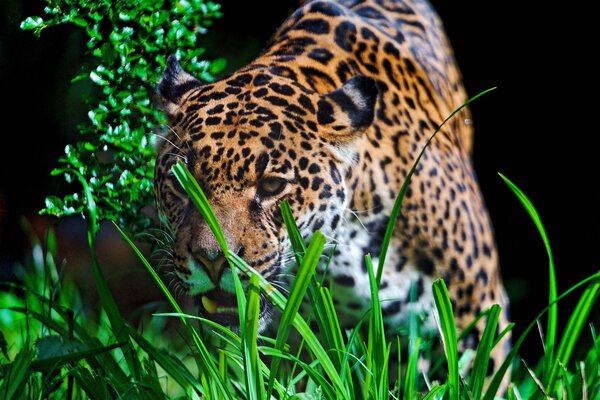 Jaguar s muzzle in the green grass