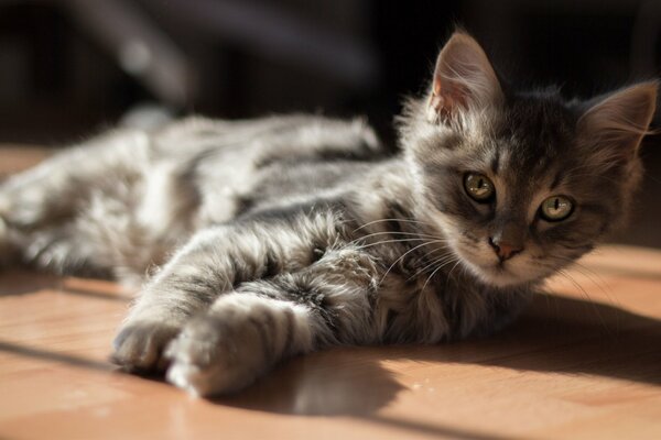 Chaton gris se trouve sur le sol au soleil