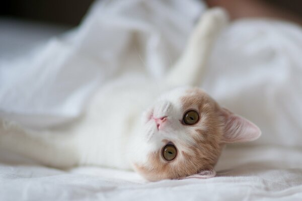 Chat couché sur un drap sous une couverture