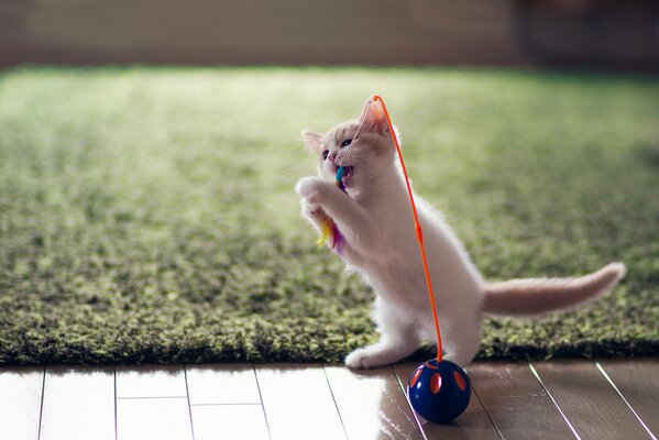 Little white kitten with a toy